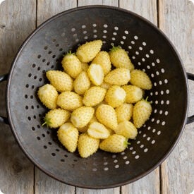 Yellow Wonder, Strawberry Seeds